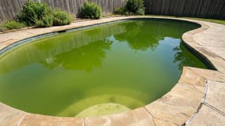 Backyard swimming pool with murky green algae-bloom water